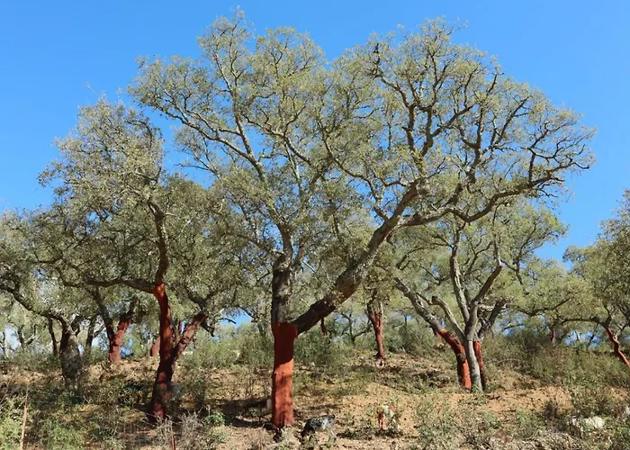 Casa La Buganvilla 2 別荘 アラセナ